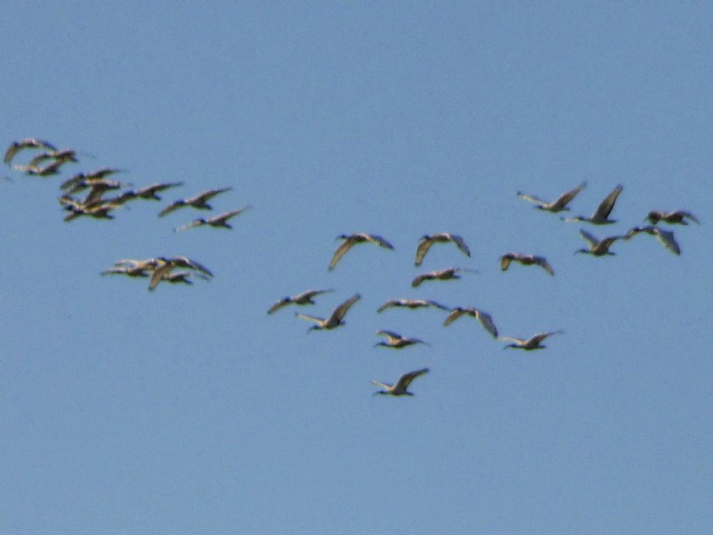 Ibis sacri (Threskiornis aethiopicus)